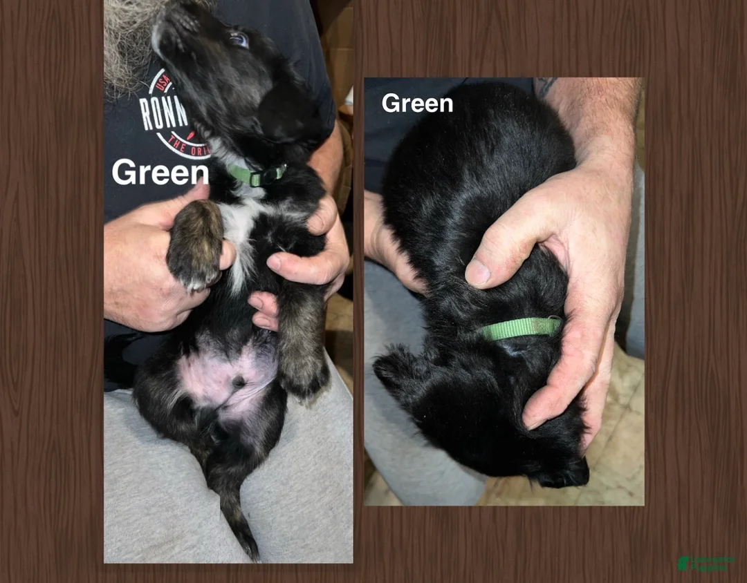 Mixed Breed dogs for sale: Green Collar Puppy - Ad 1