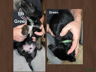 Mixed Breed dogs Green Collar Puppy - Ad 35