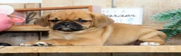 Puggle dogs for sale: Maddie - Ad 5