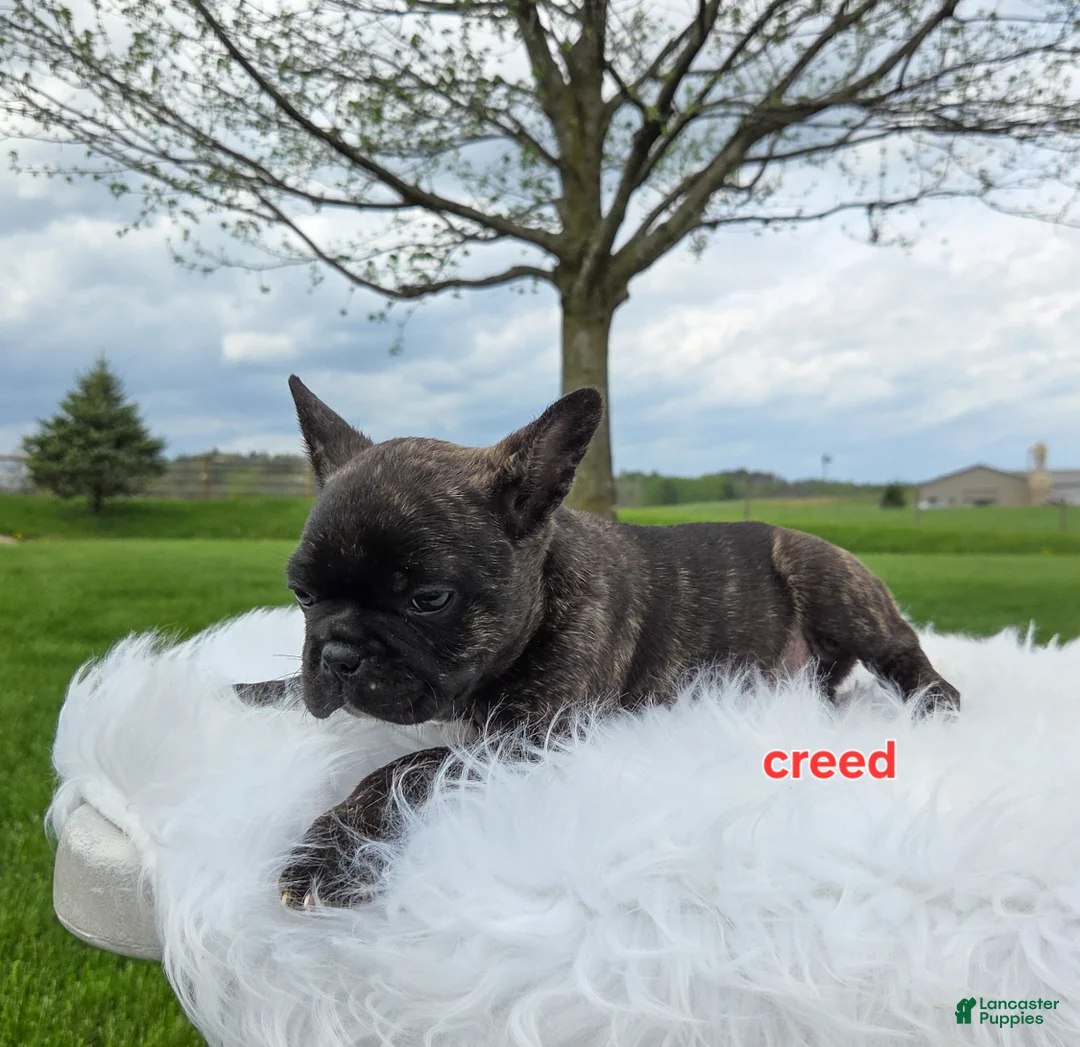 Frenchton dogs for sale: Creed - Ad 11