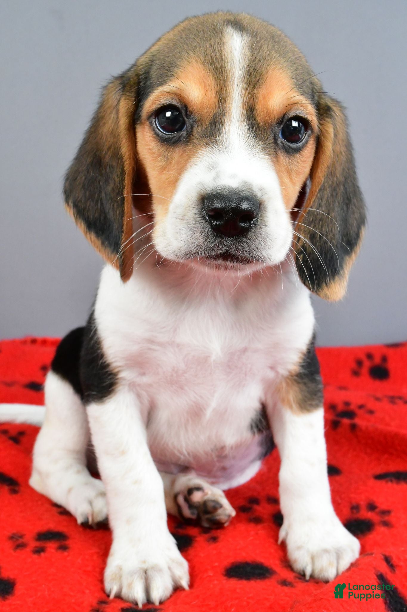 Beagle dogs Dandy - Ad 2