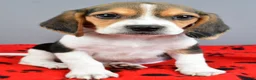 Beagle dogs for sale: Dandy - Ad 6