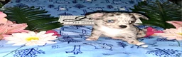 Chihuahua dogs for sale: Junior - Ad 7
