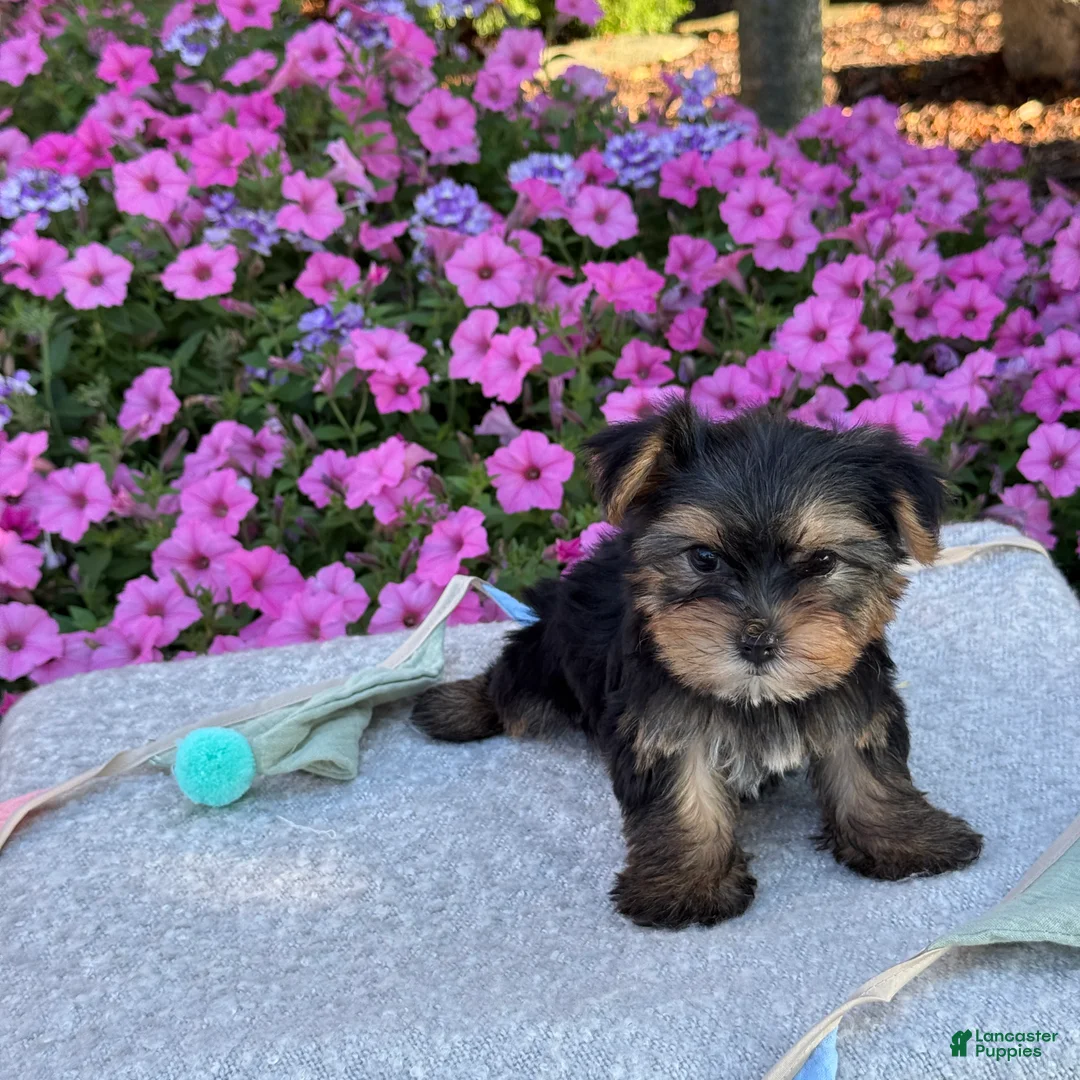 Yorkshire Terrier dogs for sale: Ivy - Ad 2