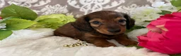 Miniature Dachshund dogs for sale: Moose - Ad 8