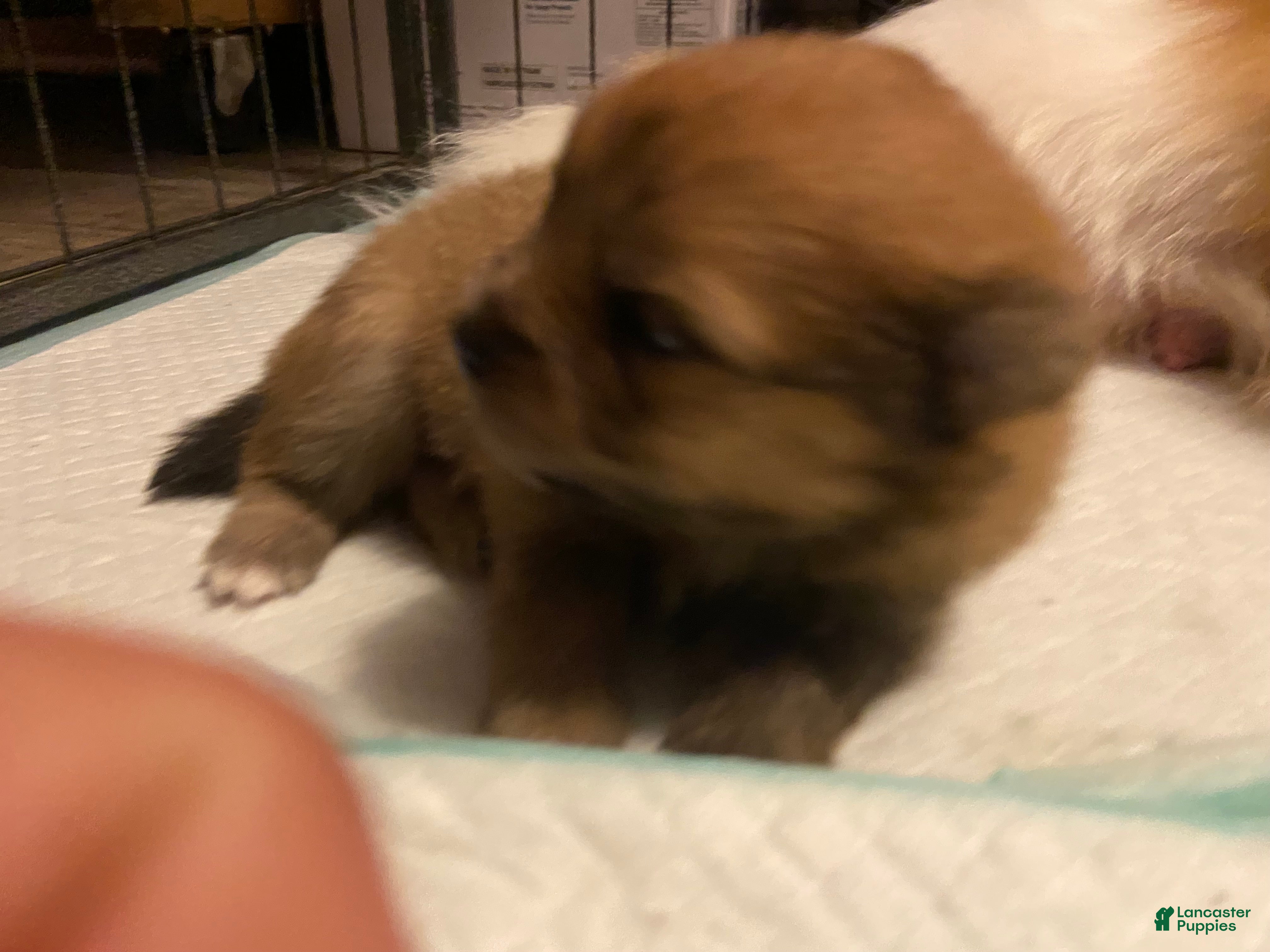 Pomeranian dogs for sale: Pomeranian 2 - Ad 3