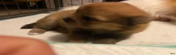 Pomeranian dogs for sale: Pomeranian 2 - Ad 1