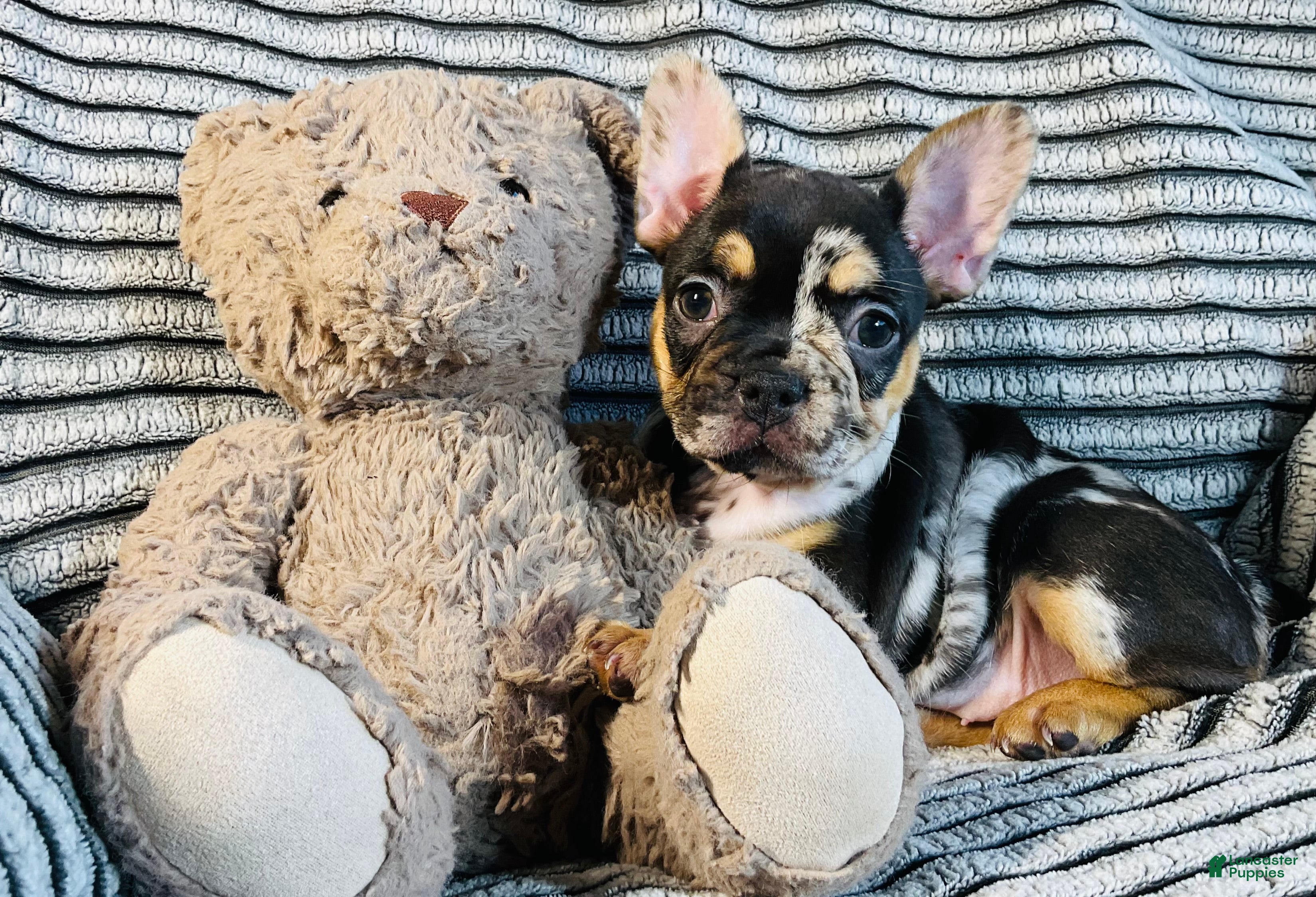 French Bulldog dogs MILA  - Ad 27