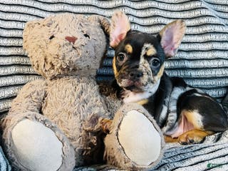 French Bulldog dogs MILA - Ad 42