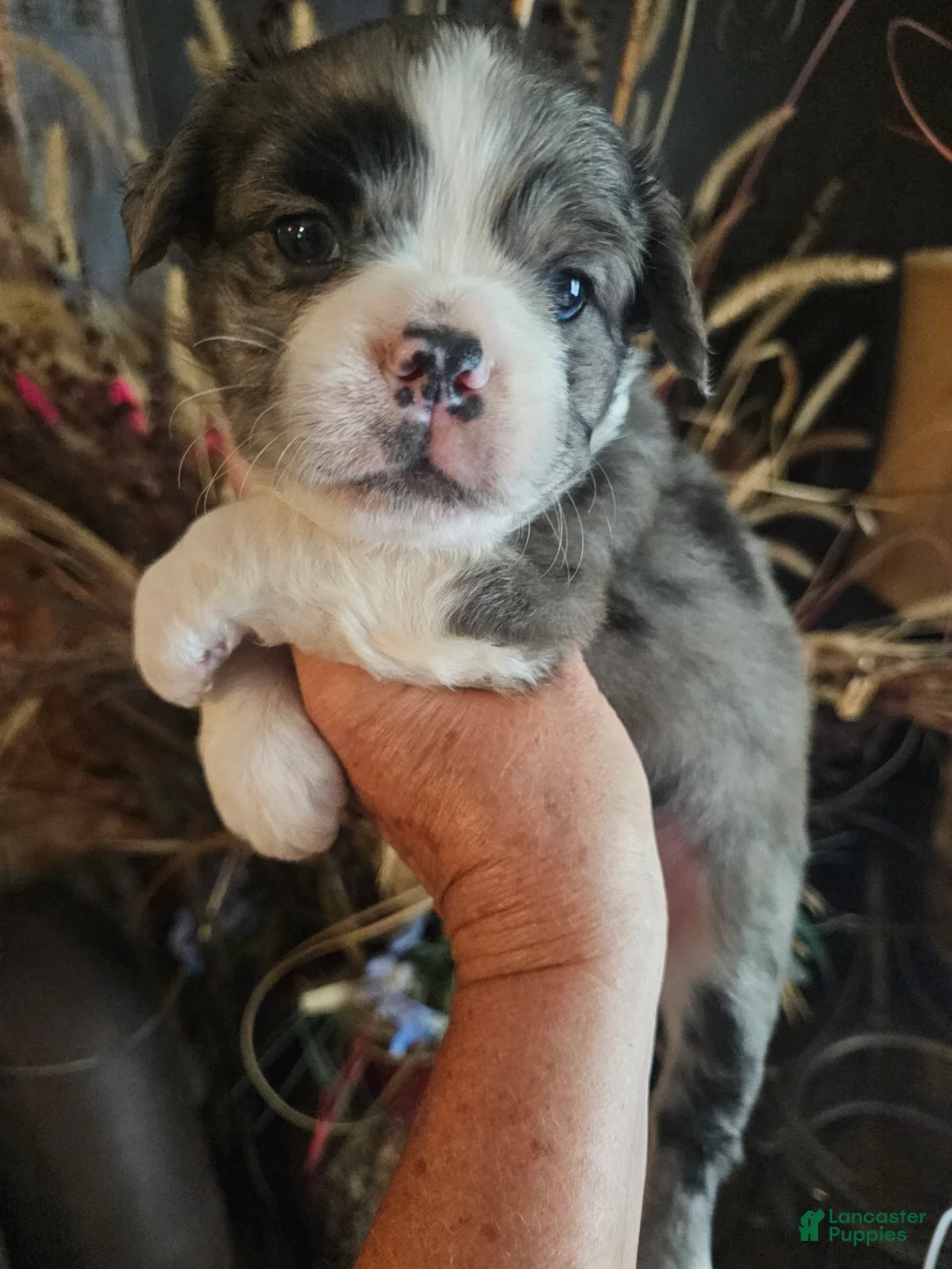 Frenchton dogs for sale: Fluffy frenchton - Ad 2
