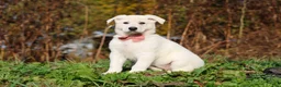 German Shepherd dogs for sale: Alice - Ad 4