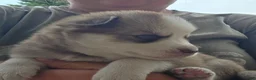 Siberian Husky dogs for sale: Gus - Ad 6
