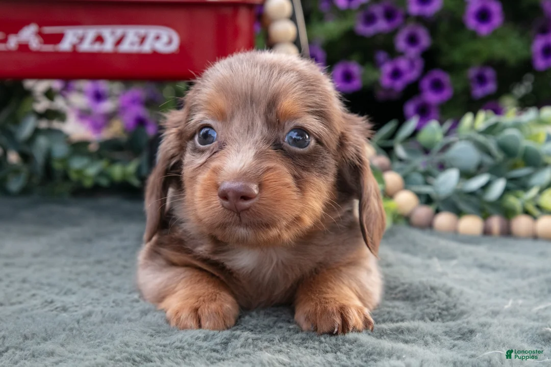 Miniature Dachshund dogs for sale: Chipper - Ad 3