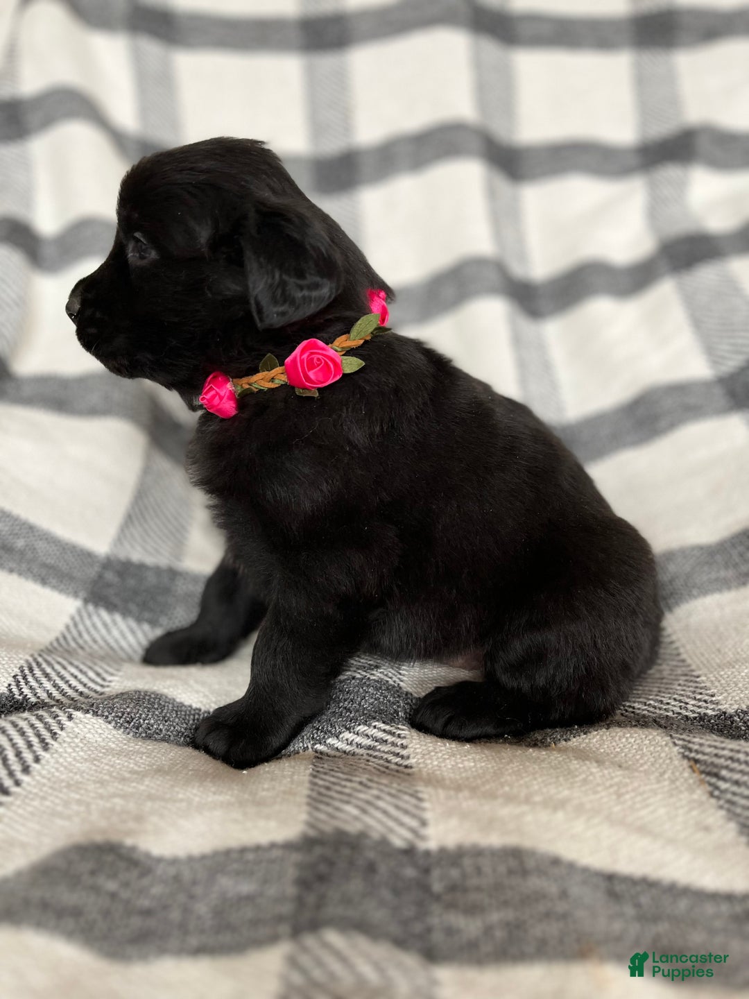 Mixed Breed dogs for sale: Allie - Ad 6