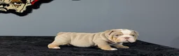English Bulldog dogs for sale: English Bulldog 4 - Ad 2