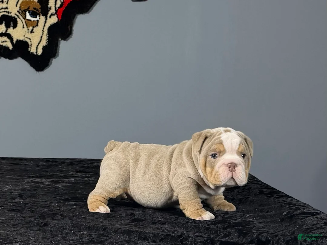 English Bulldog dogs for sale: English Bulldog 4 - Ad 2