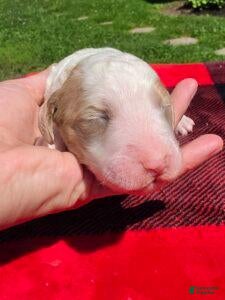 Standard Poodle dogs Diesel - Ad 1
