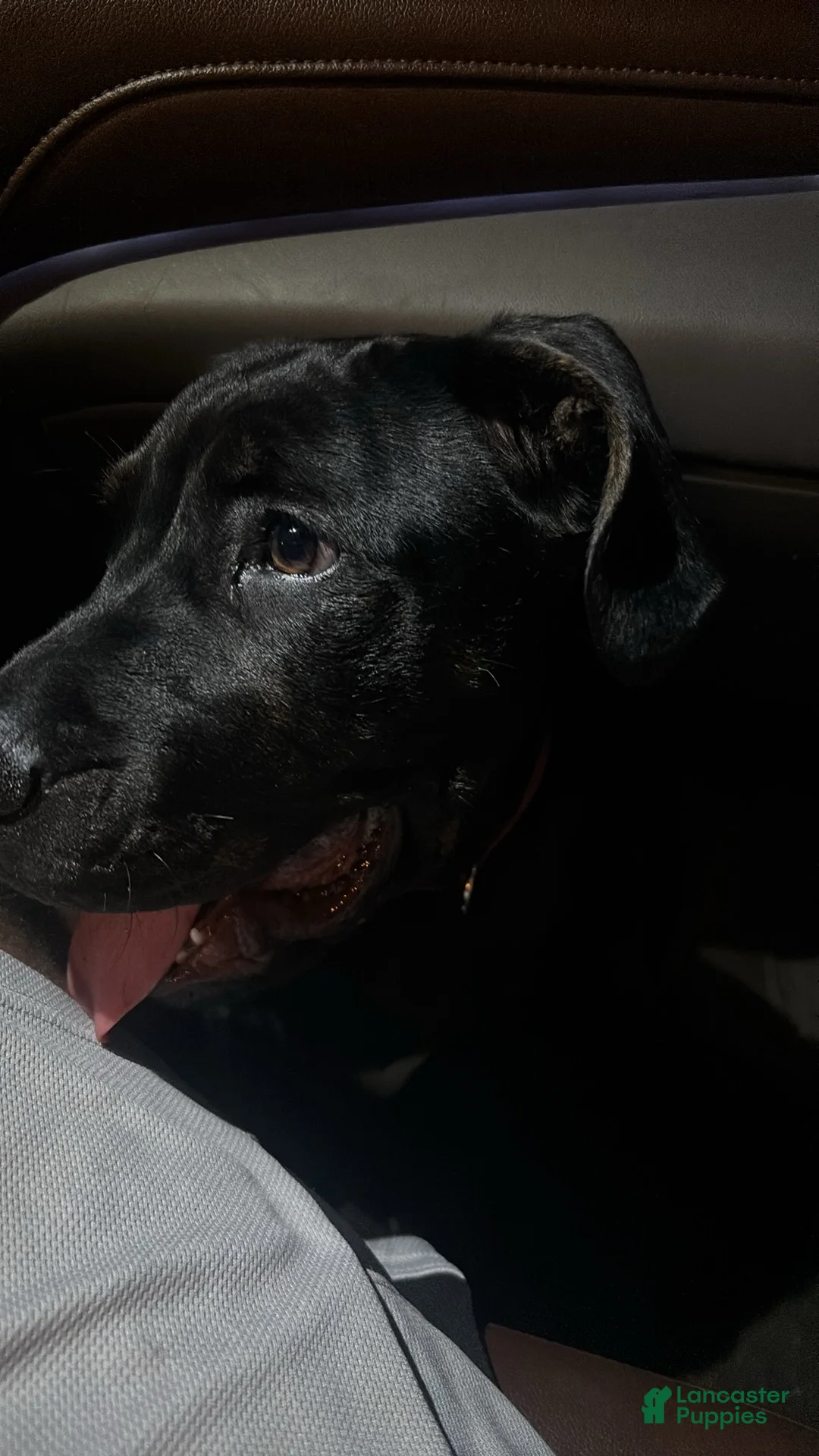 Cane Corso dogs for sale: Bubba - Ad 1