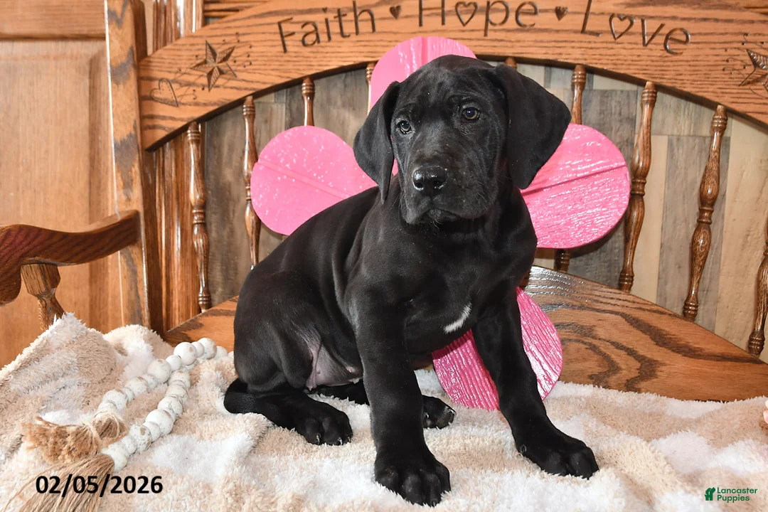 Great Dane dogs for sale: Bake - Ad 1