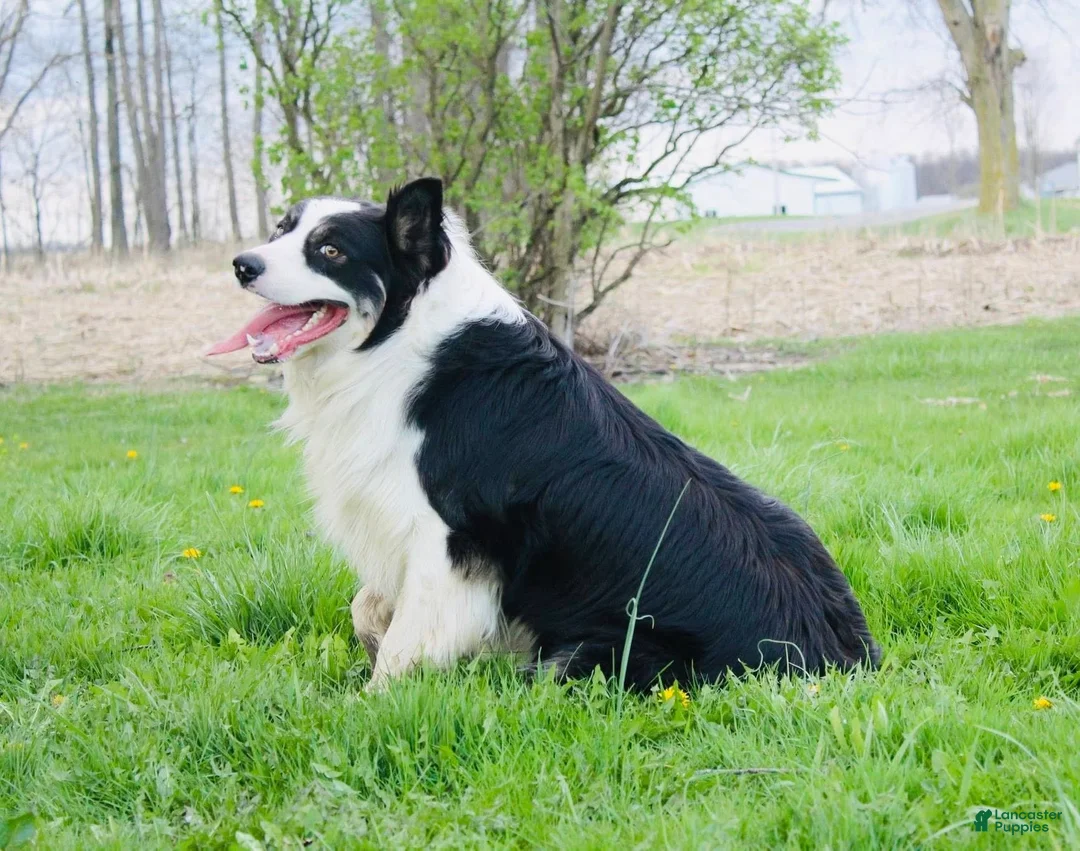 Bordoodle dogs for sale: Orion - Ad 5