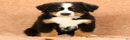 Bernese Mountain Dog dogs for sale: Zack - Ad 7