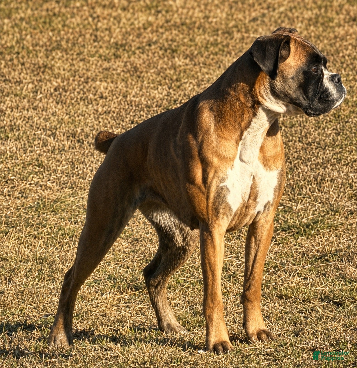 Boxer dogs Princess  - Ad 2