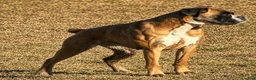 Boxer dogs for sale: REMINGTON - Ad 3