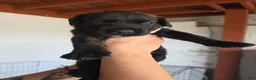 Mixed Breed dogs for sale: Luna - Ad 6