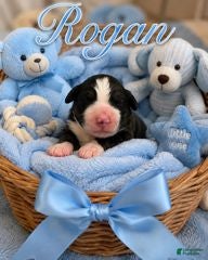 Bernedoodle dogs Rogan - Ad 4