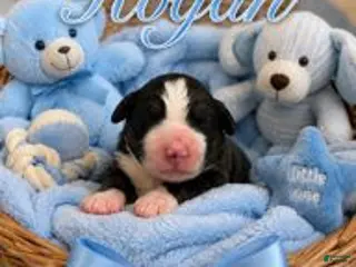 Bernedoodle dogs Rogan - Ad 4