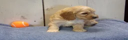Cockapoo dogs for sale: Boone - Ad 2