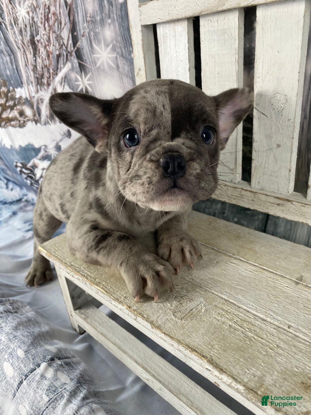 Mixed Breed dogs for sale: Betty - Ad 11