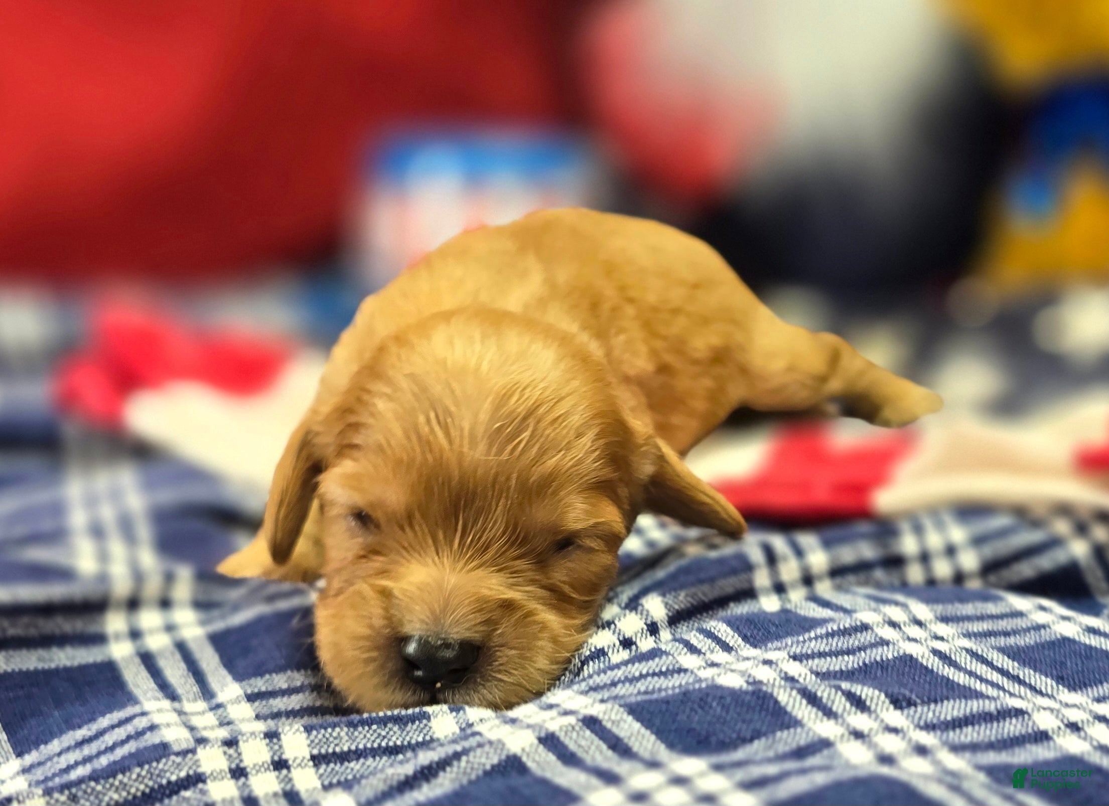 Cavapoo dogs Beau - Ad 21