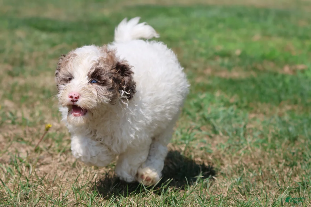 Mini Bernedoodle dogs for sale: Cleopatra - Ad 2