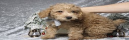 Toy Poodle dogs for sale: Buckeye - Ad 2