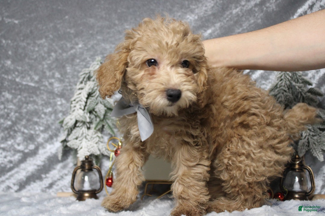 Toy Poodle dogs for sale: Buckeye - Ad 2