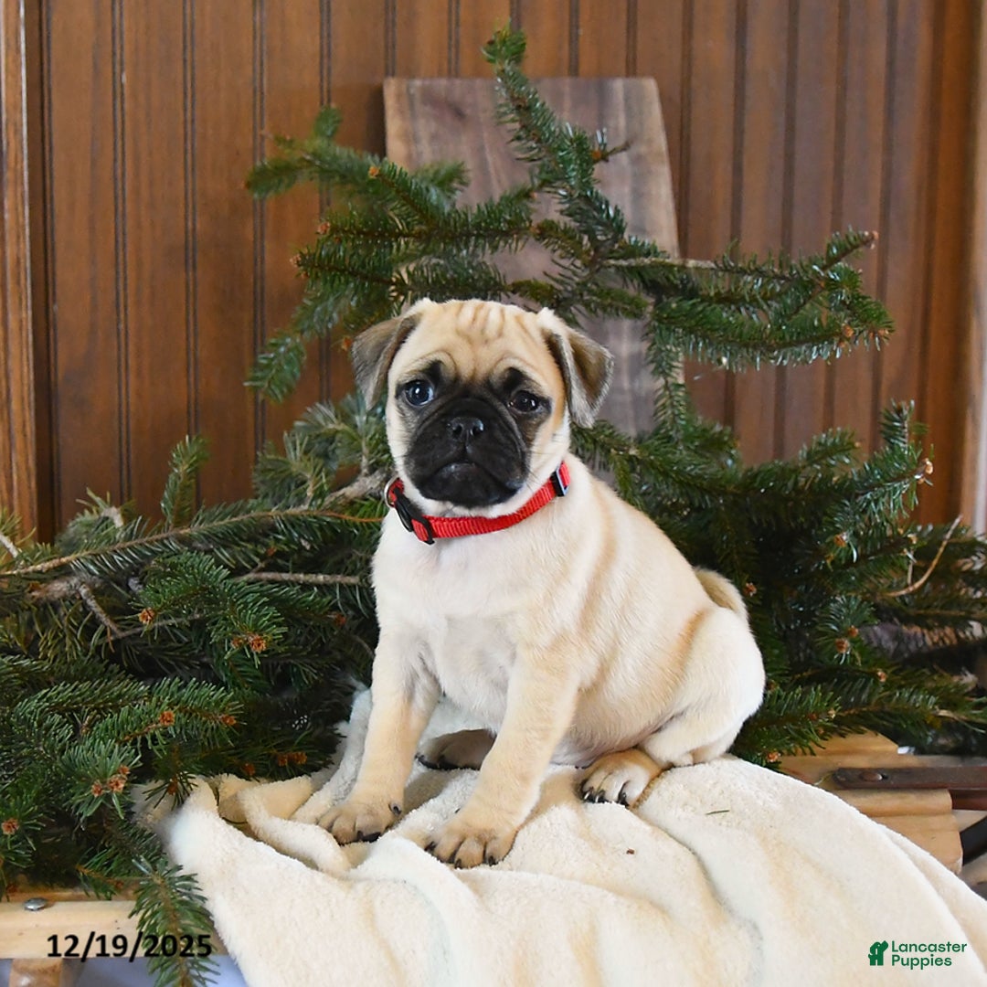 Mixed Breed dogs for sale: Willow - Ad 2