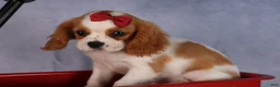 Cavalier King Charles Spaniel dogs for sale:  Nugget🐾 - Ad 17