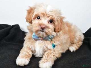 Maltipoo dogs - Ad 7