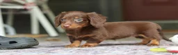 Miniature Dachshund dogs for sale: Landry - Ad 6