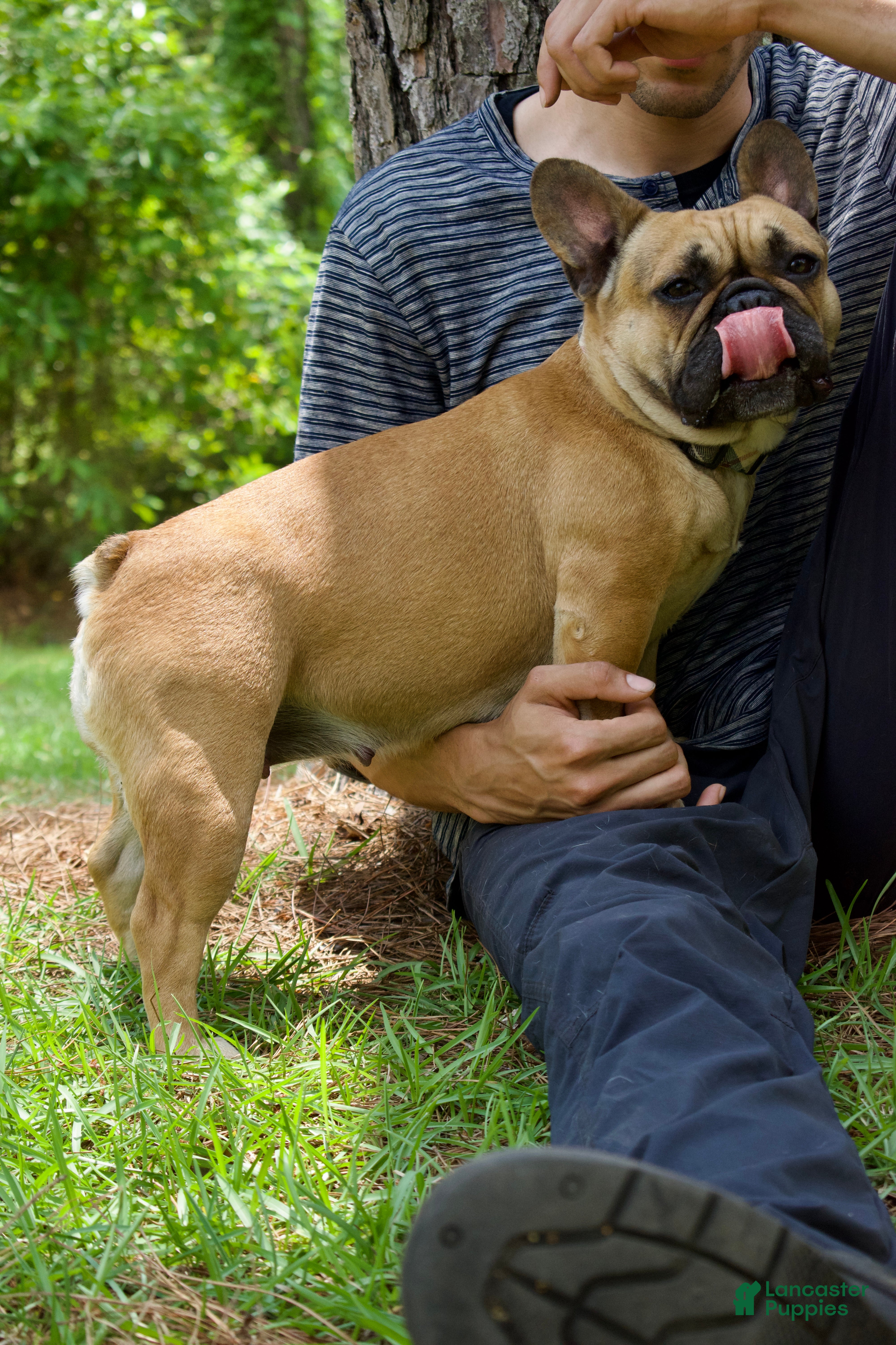 French Bulldog dogs Dazzle  - Ad 1