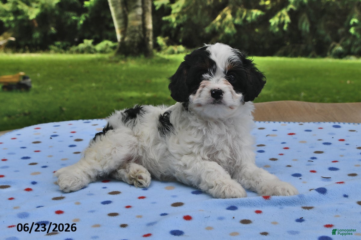 Cavapoo dogs Bubbles - Ad 1