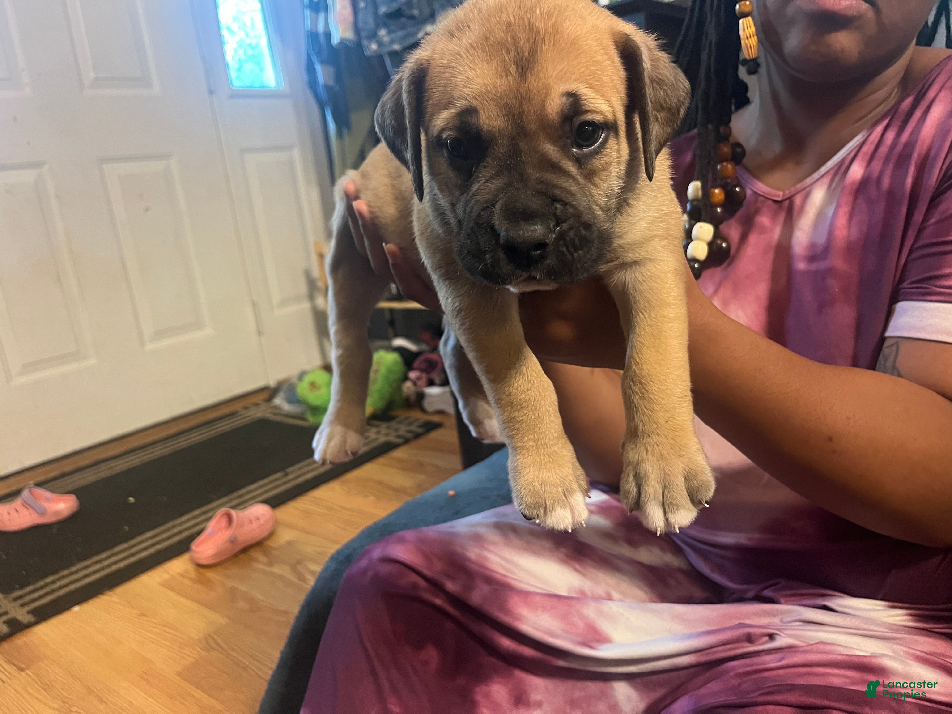 Mixed Breed dogs Big Boi - Ad 8