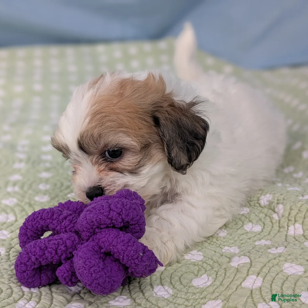 Teddy Bear dogs for sale: Kestrel - Ad 2