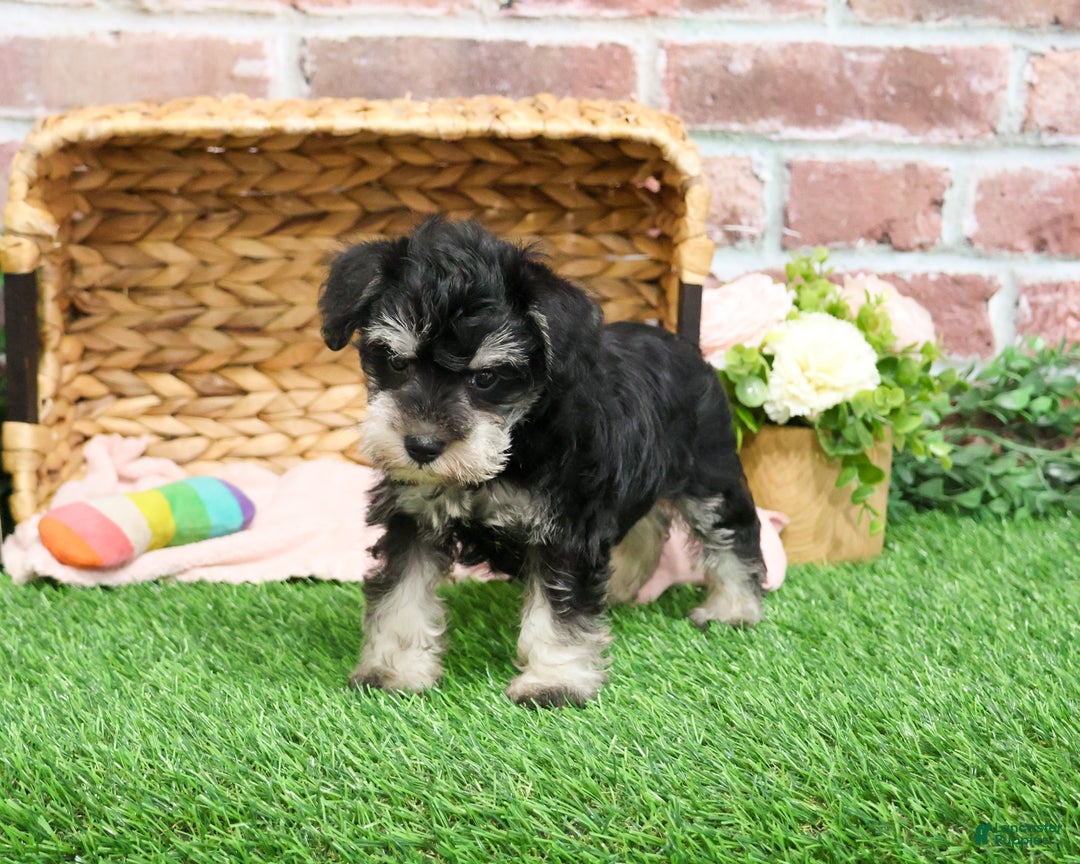 Miniature Schnauzer dogs for sale: Angel - Ad 3