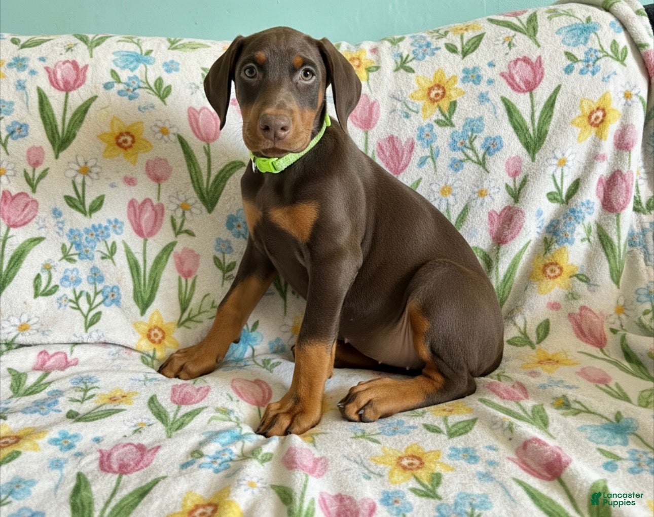 Doberman Pinscher dogs Opal-NOT AMISH  - Ad 1