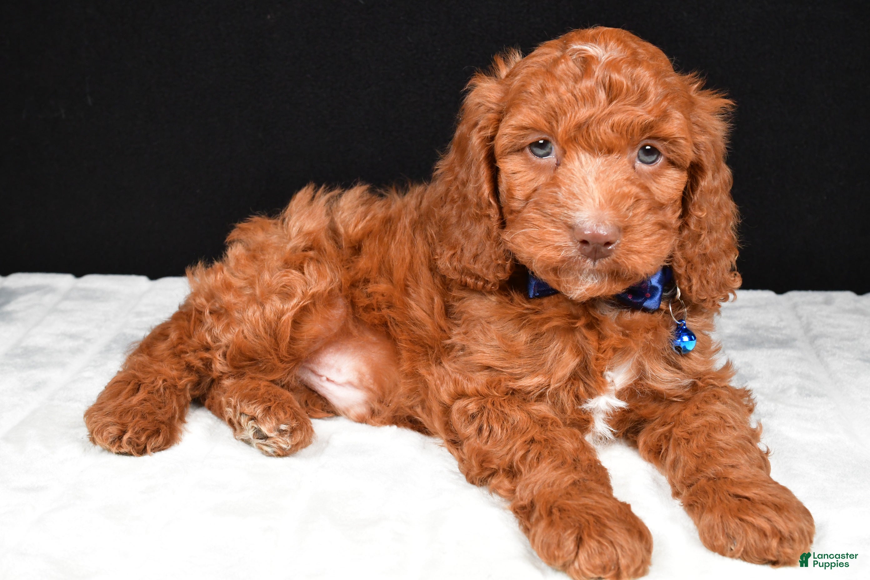Cavapoo dogs Captain - Ad 2