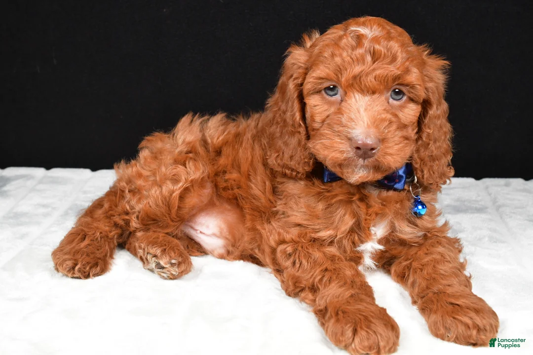 Cavapoo dogs for sale: Captain - Ad 2