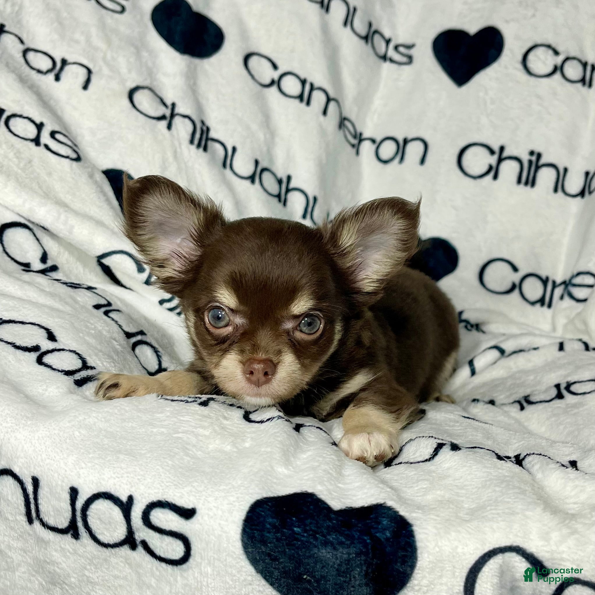 Chihuahua dogs Callie Chocolate LC - Ad 9
