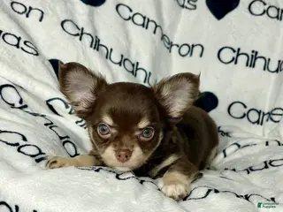 Chihuahua dogs Callie Chocolate LC - Ad 9